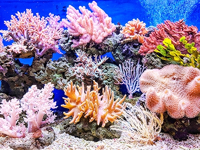 Korall rev